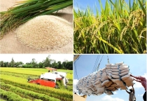STATE BANK CALLS FOR CREDIT PRIORITY FOR RICE PRODUCTION AND EXPORT IN THE MEKONG DELTA